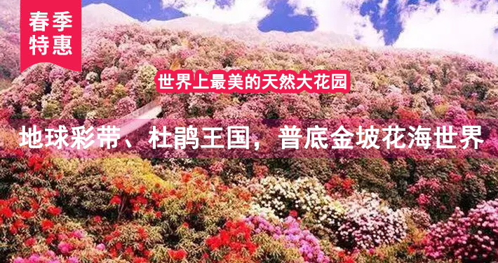 世界花海百里杜鹃百里杜鹃风景区一日游