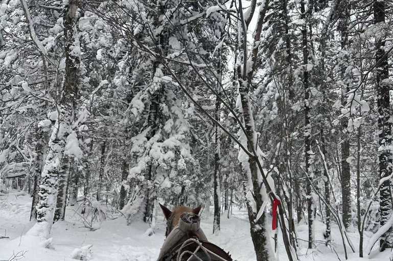 滑雪.滑雪亲子营哈尔滨6天5晚丨亲子主题住宿+多种特色美食